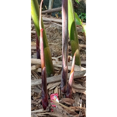 

Bibit Honje merah Super Murah