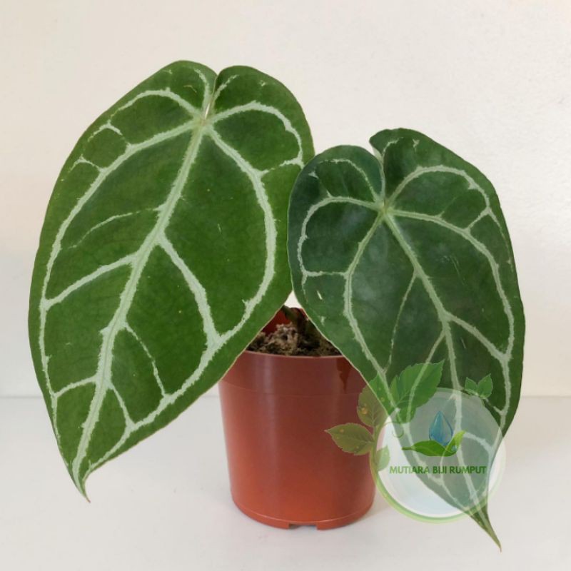 tanaman hias kuping gajah-tanaman kuping gajah