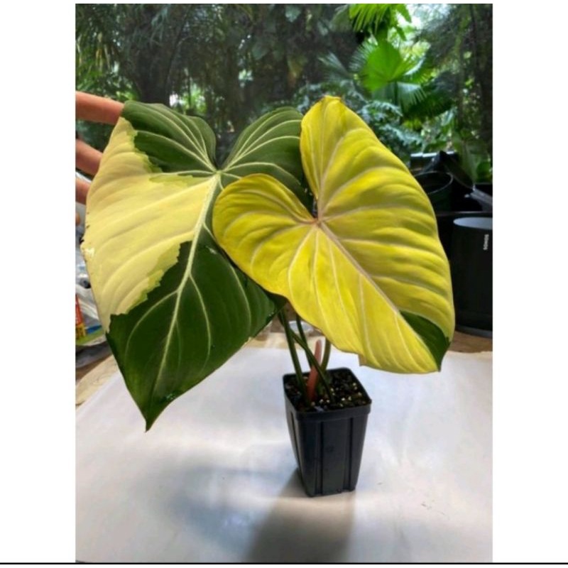 Batang Bonggol Philodendron Gloriosum Variegata Original