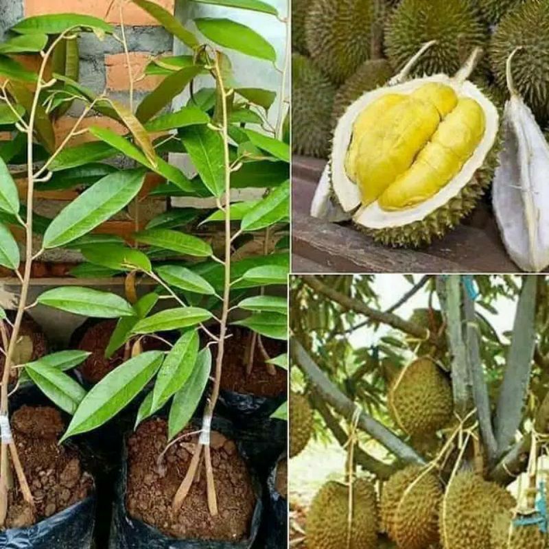 Bibit Durian Musangking kaki3