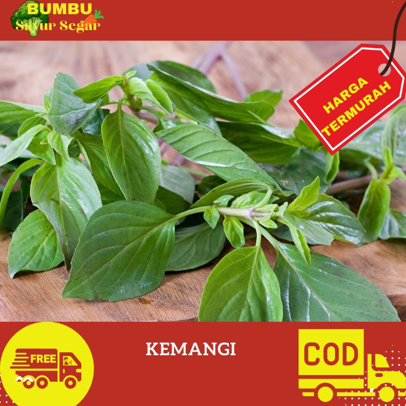 

DAUN KEMANGI 100gr