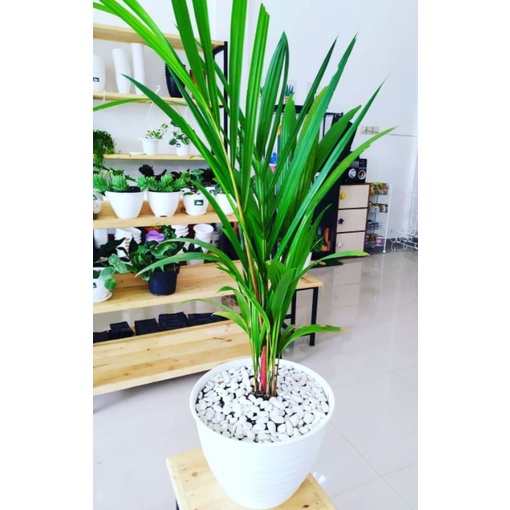 palem merah - taneman palem merah - bibit palem merah - tanaman hias hidup - dekorasi ruangan - pale