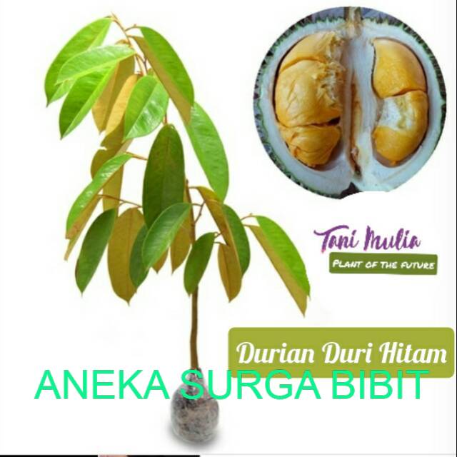 

Ready durian duri hitam 50-60cm