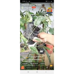 epipremnum pinnatum var putih live sale