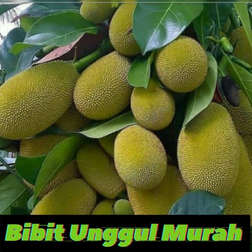 bibit nangka mini