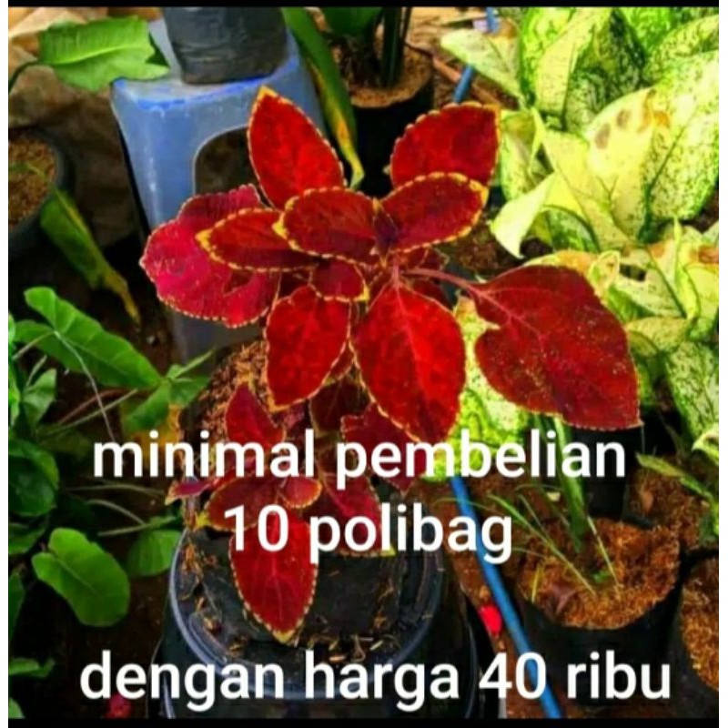 TANAMAN HIAS MIANA DAUN MERAH