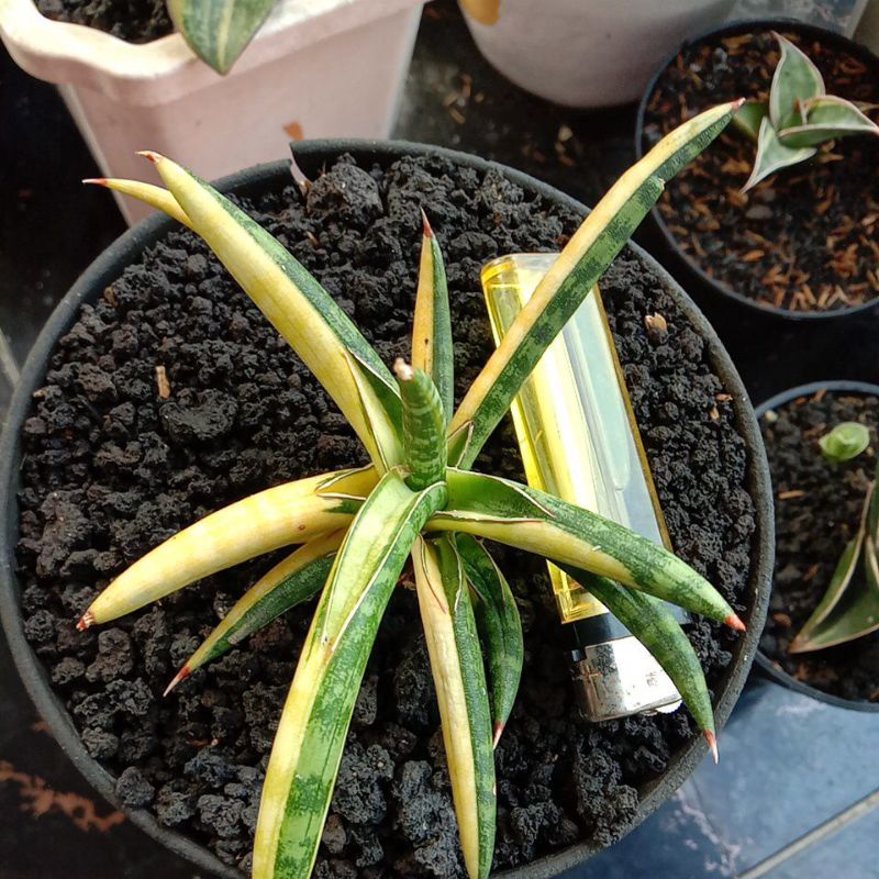 sansivera ballyi mini varigata kunyit