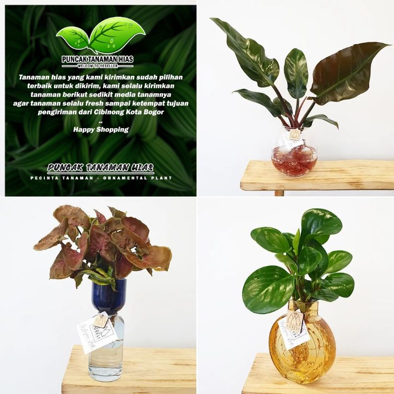 PROMO  Paket 3 Tanaman hias yang bisa hidup di air / Syngonium / Dark lord / Teplan hijau