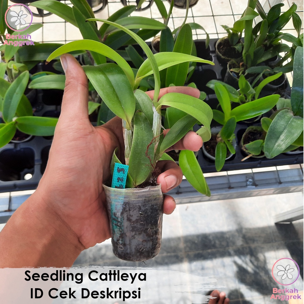 Catleya Seedling Cattleya Anggrek Cattleya