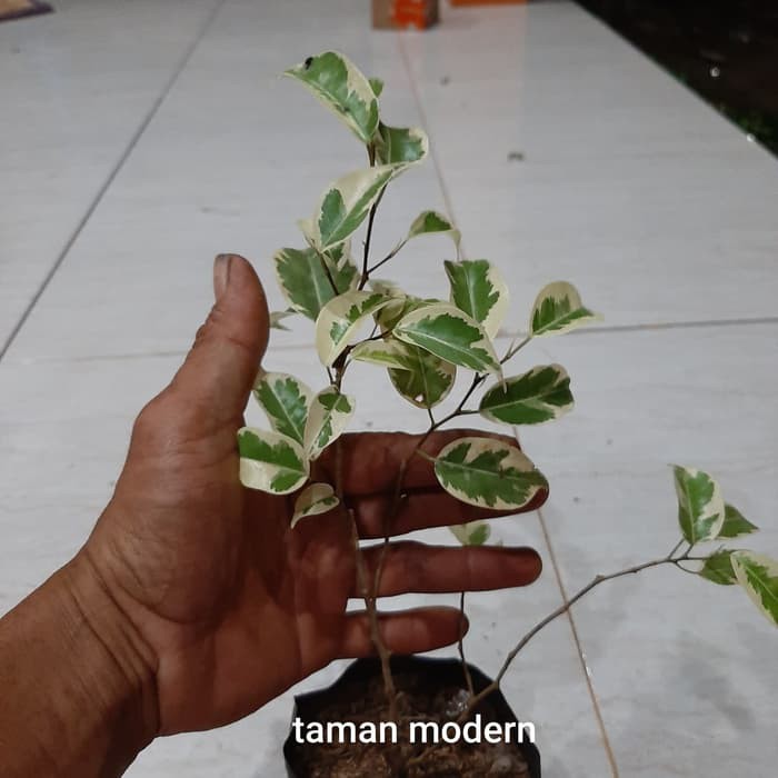 POHON BERINGIN VARIEGATA-bibit tanaman beringin variegata