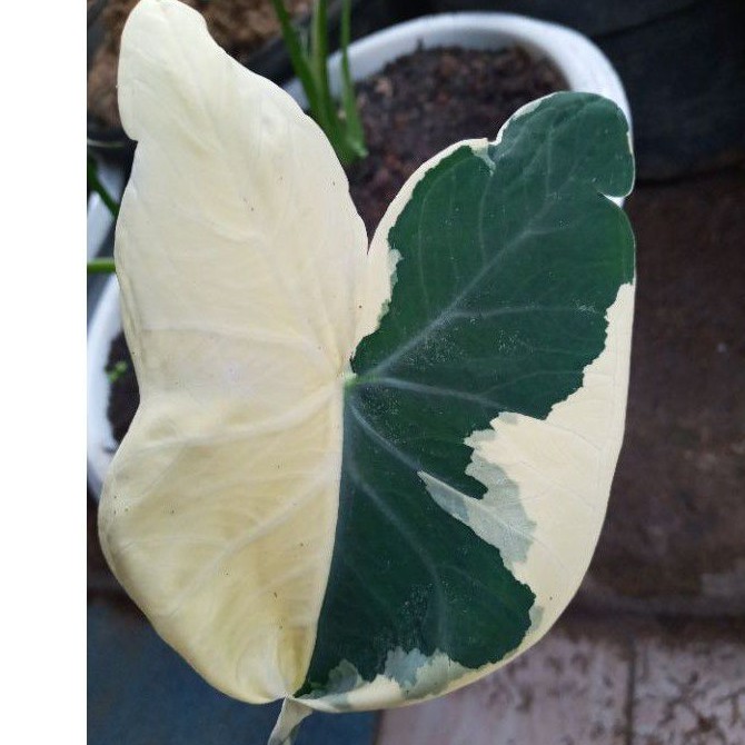 KELADI MICKEY MOUSE/KELADI KANTONG SEMAR/KELADI TIKUS/KELADI MURAH PROMO/KELADI HIJAU PUTIH