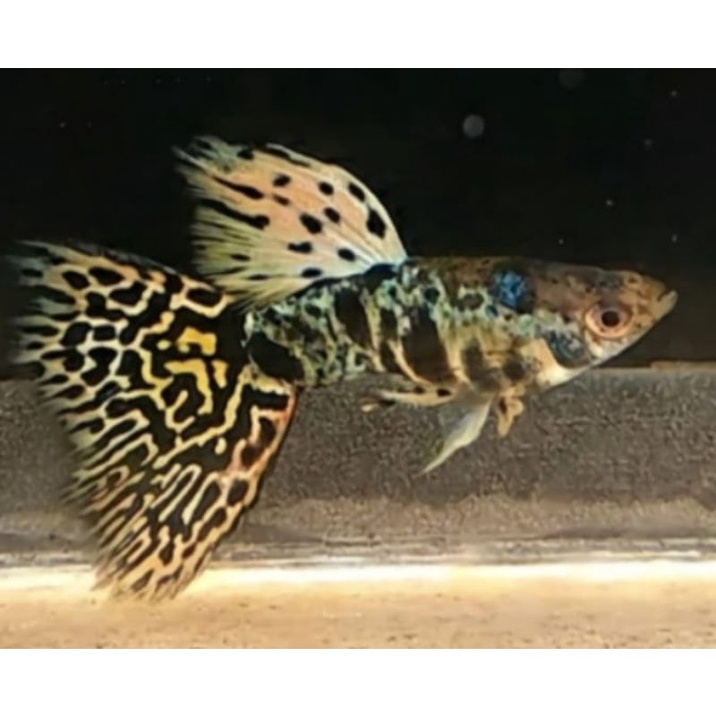 sepasang yellow Tiger king cobra