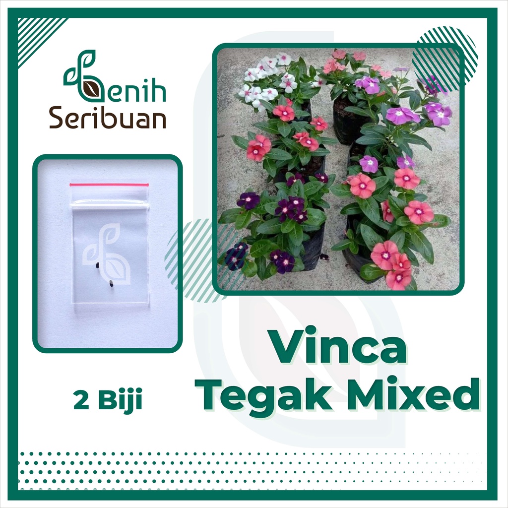 BS-BYL Bibit Bunga Benih Tanaman Bunga Hias Matahari Mawar Aster Vinca Krisan Telang Sunflower Krokot Lavender Marigold Zinnia-VINCA TEGAK MIXED