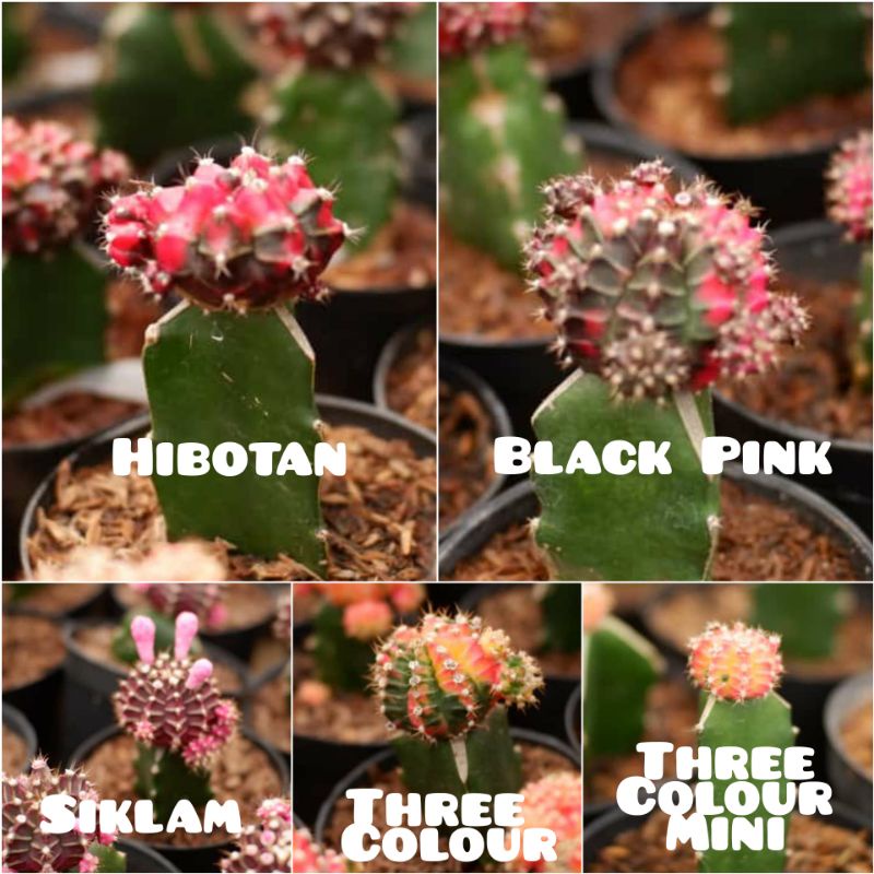 Kaktus Gymno Siklam | Threecolour | Hibotan | Black Pink Grafting