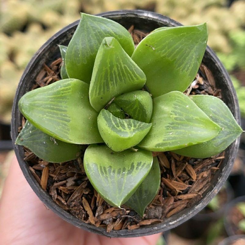 Sukulen Haworthia Retusa Variegata Magnifica