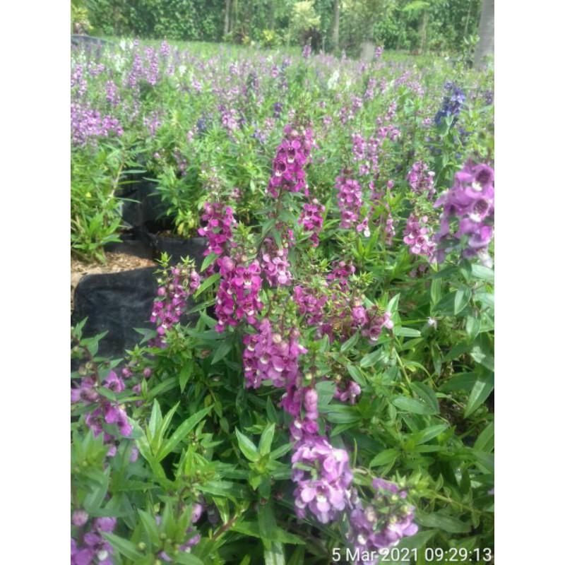 Bibit bunga lavender