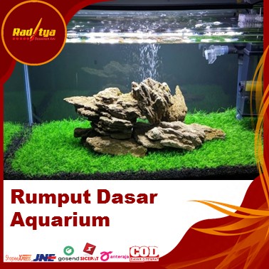 Rumput Dasar Aquarium Ukuran 100x40 Type Swiss Buat Aquascape Dari Raditya Desain Art