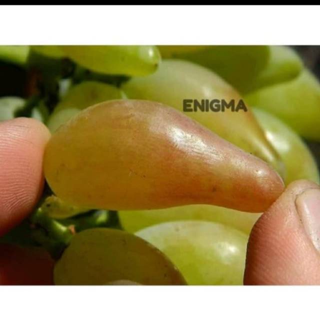 Bibit anggur import ENIGMA