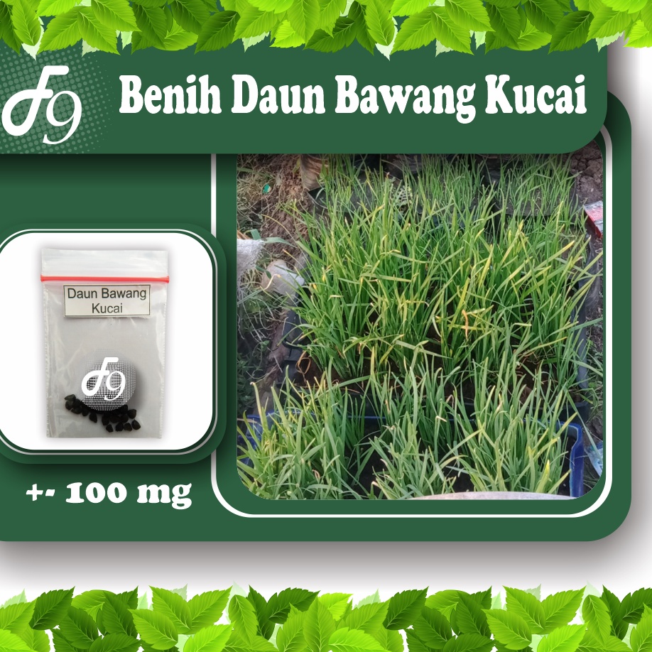 Benih Bibit Daun Bawang Kucai Murah Repack Seribuan