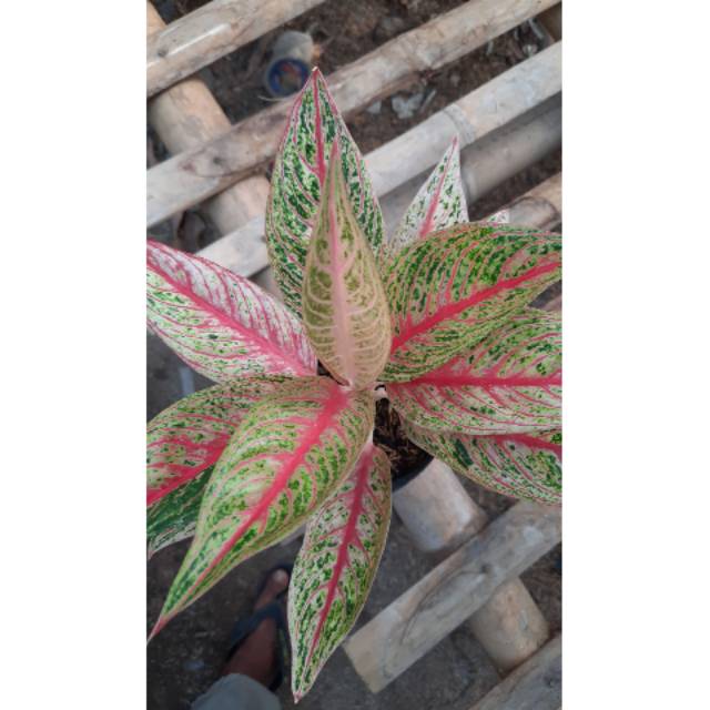 Aglonema legacy aglaonema