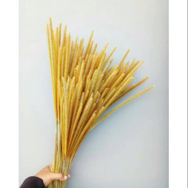 Sataria 1 bunch isi 50 batang