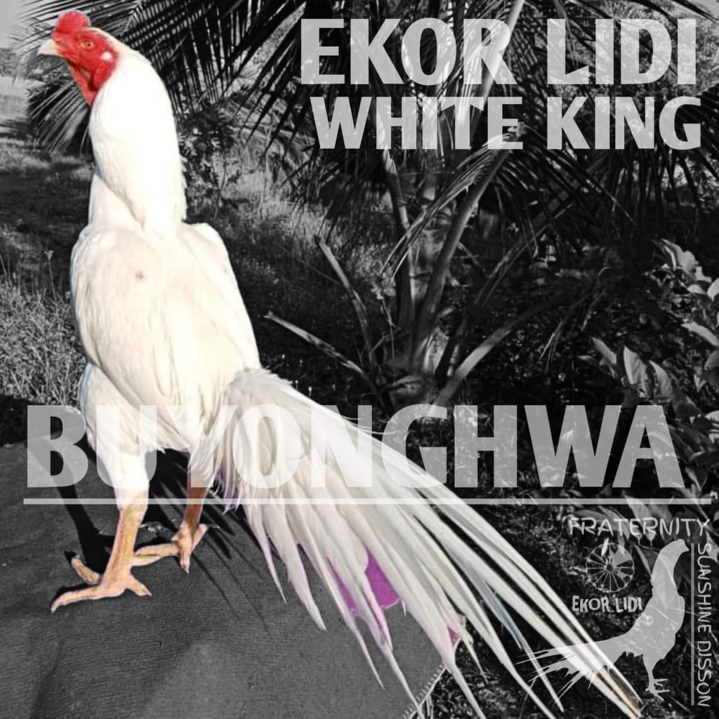 ayam bangkok asli buyonghwa ekor lidi super telur eram white king