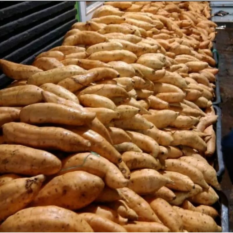 

PROMO UBI CILEMBU REMACIK/UKURAN SEDENG MANIS