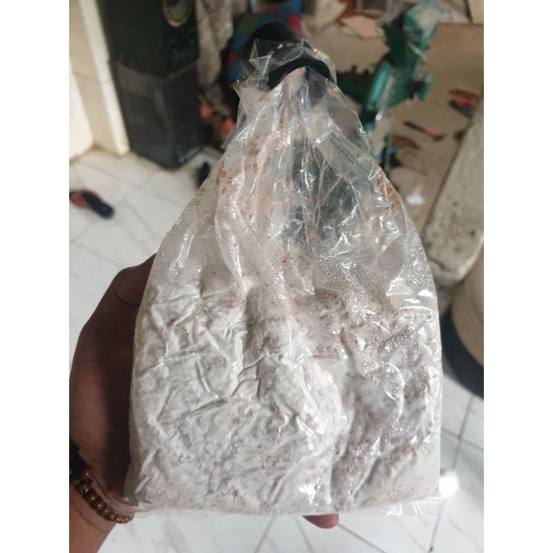 bibit jamur tiram f2