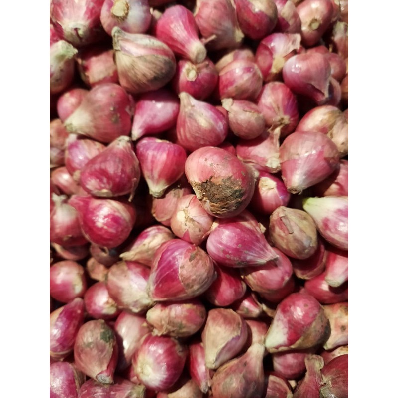 

bawang merah