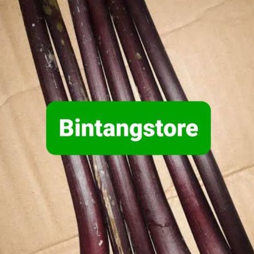 Batang pepaya ungu atau pepaya Wulung isi 4 batang