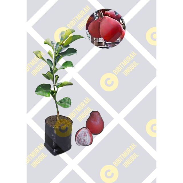 Bibit Jeruk Bali Pamelo Red Murah