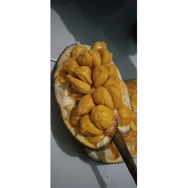

CEMPEDAK/CAMPEDAK ASLI (KUPAS)