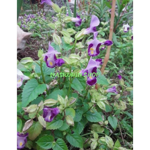 

[Fresh] TANAMAN HIAS BUNGA MATA KUCING (5 POHON) TORENIA FOURNIERI