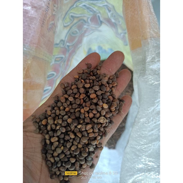 Benih Kangkung Curah Belum Poles