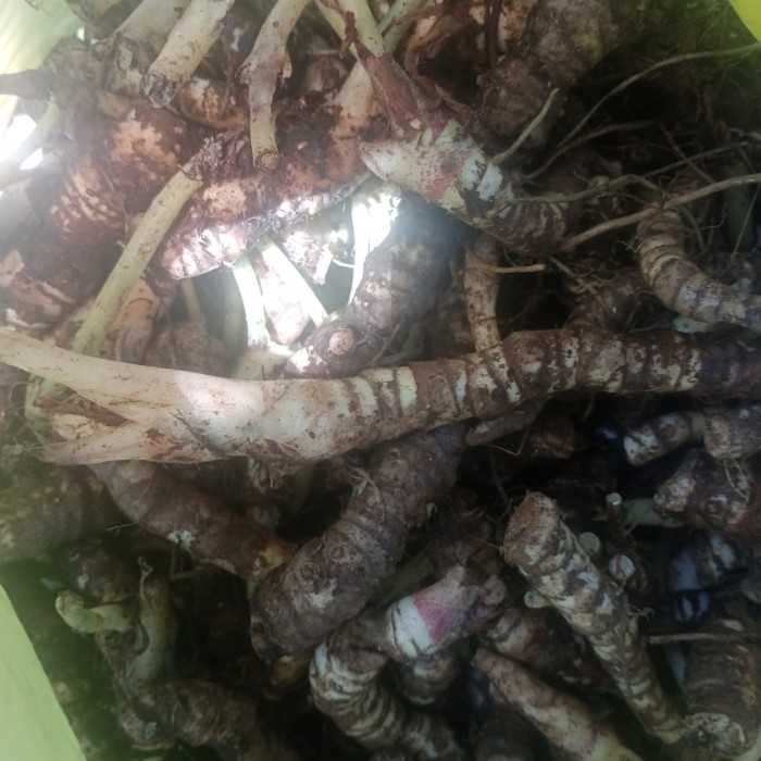 bonggol alocasia dragon scale /silver