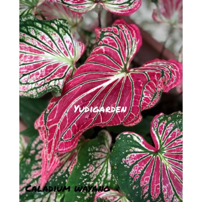 tanaman hias caladium wayang/keladi wayang/keladi batik merah