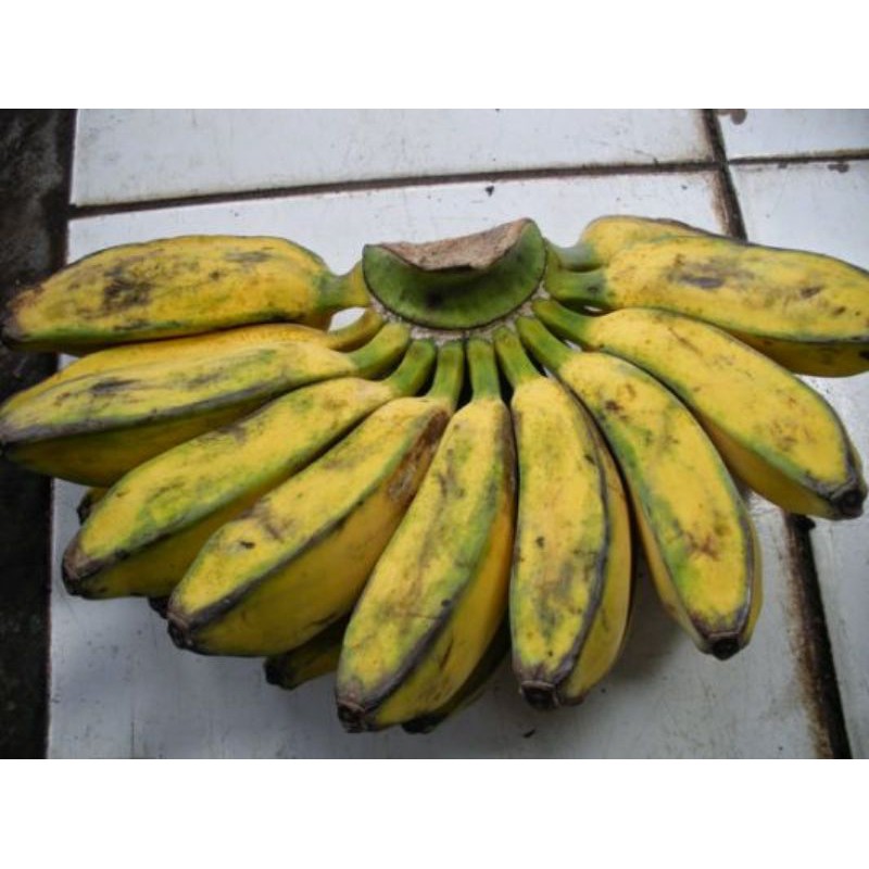 pisang kepok kuning 1 sisir