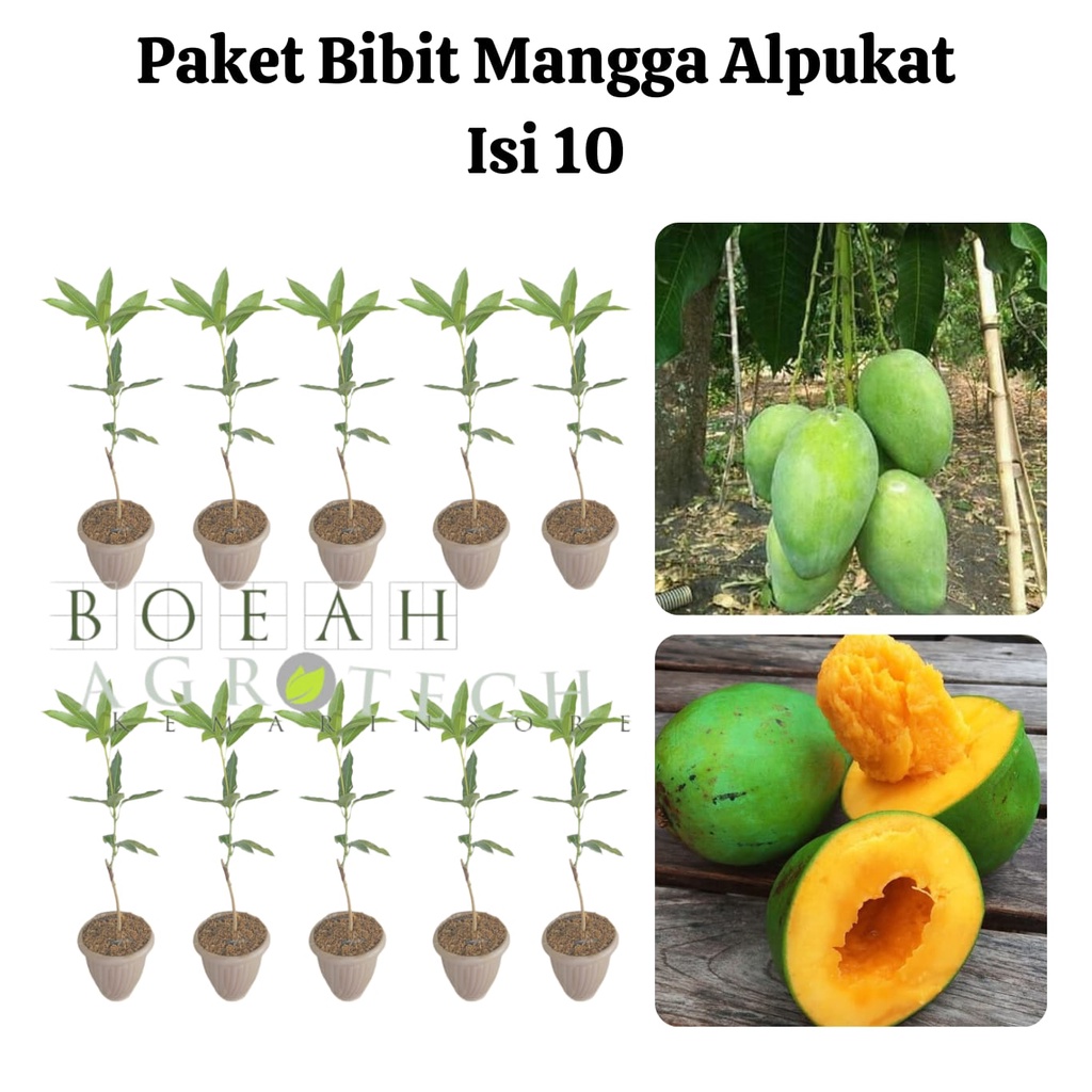 Paket Hemat Bibit Mangga Alpukat Okulasi Isi 10 Bonus Bibit Strawberry+Polibag