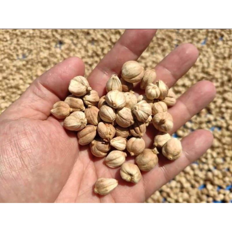 

Kapulaga/Amomum cardamomum