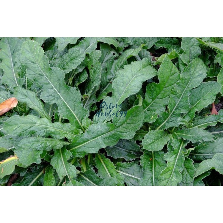 

DAUN TAPAK LIMAN SEGAR LANSUNG PETIK