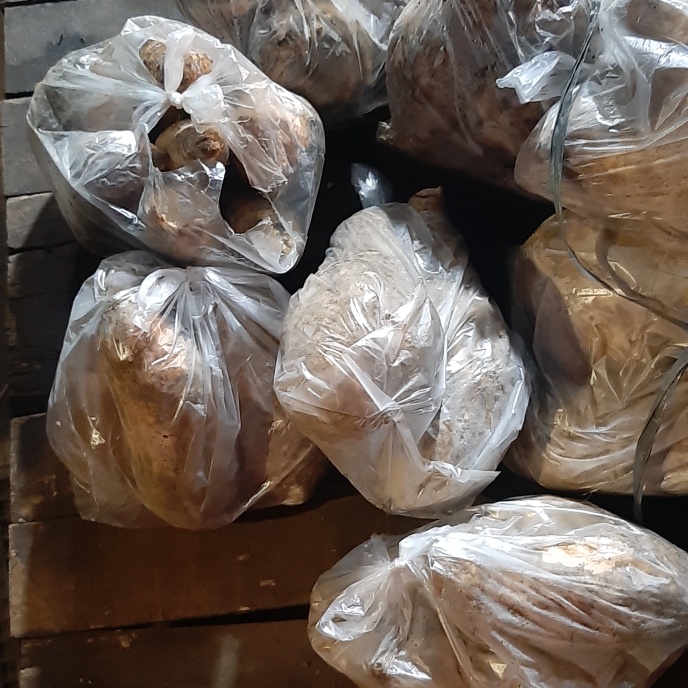 

ubi putih 1 kantong plastik