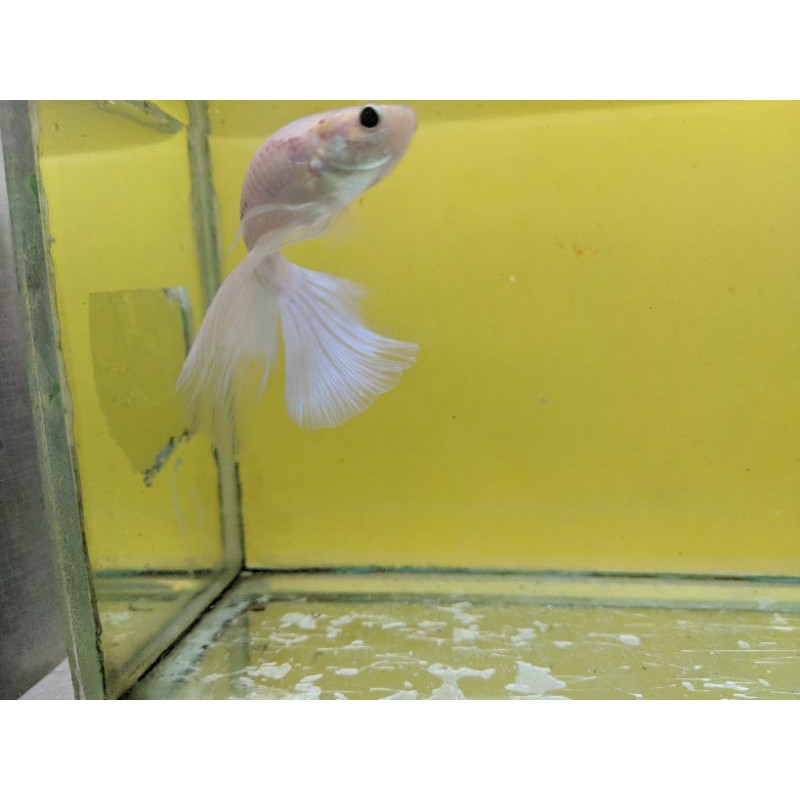 ikan hias cupang halfmoon