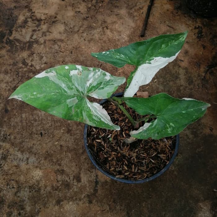 Jual tanaman hias syngonium variegata