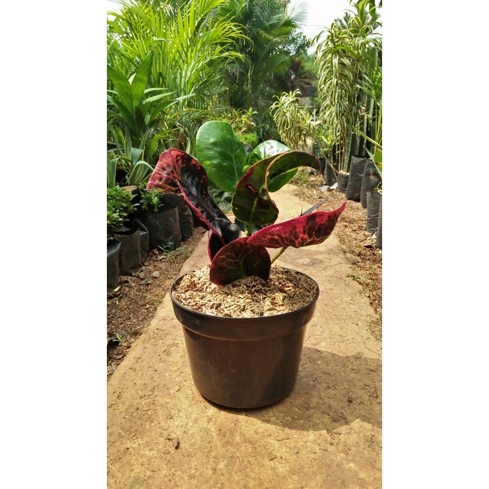 Tanaman Hias Puring Apel Mawar Mangkok