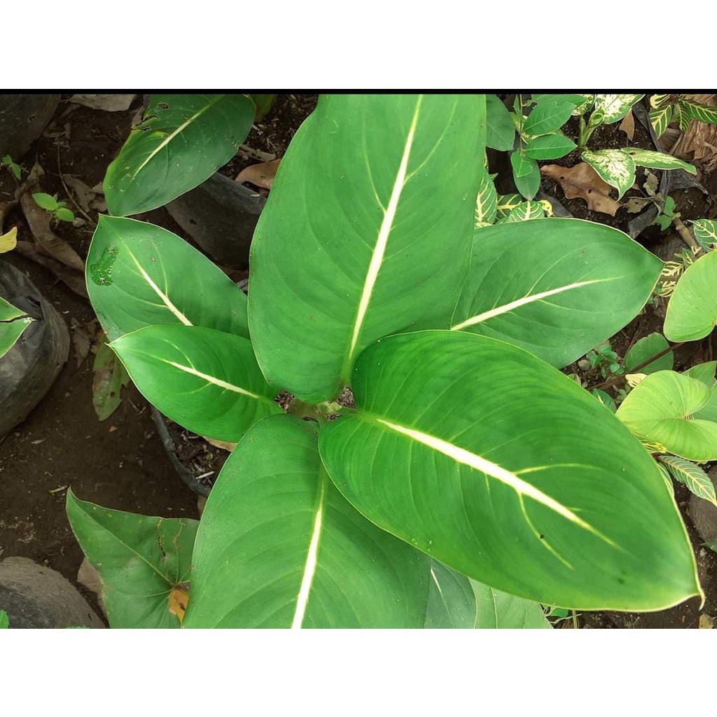 Diven Gurita/Blanceng Neon Tanaman Hias Aglonema Diven/Diven Neon