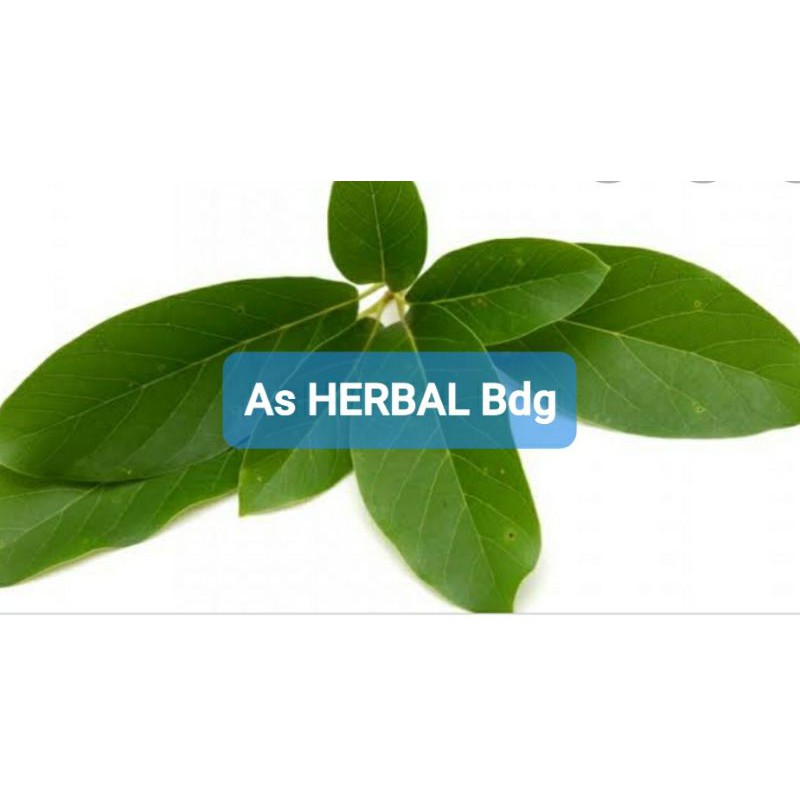 

Hemat 250 gram daun alpukat segar-az