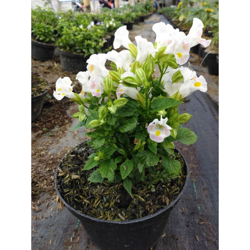 tanaman hias torenia putih