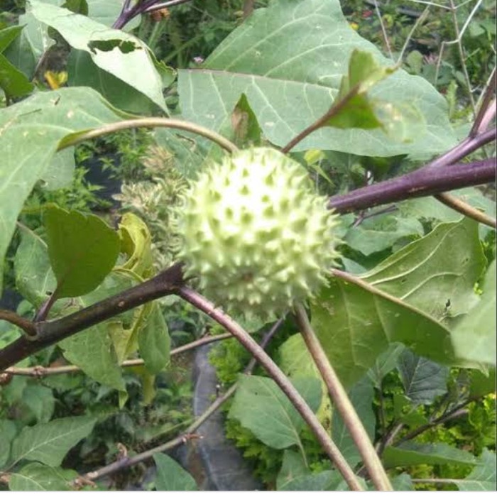 buah kecubung wulung fres segar