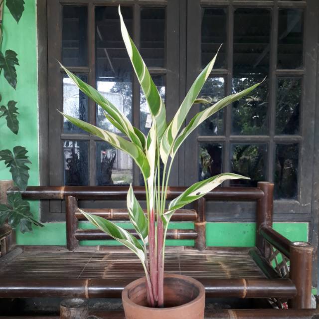 Tanaman Heliconia Varigata Pisang Heliconia Varigata