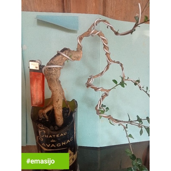 Hokiantea import cascide | Bonsai